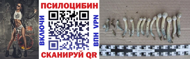 Псилоцибиновые грибы мицелий купить наркотики сайты Новозыбков
